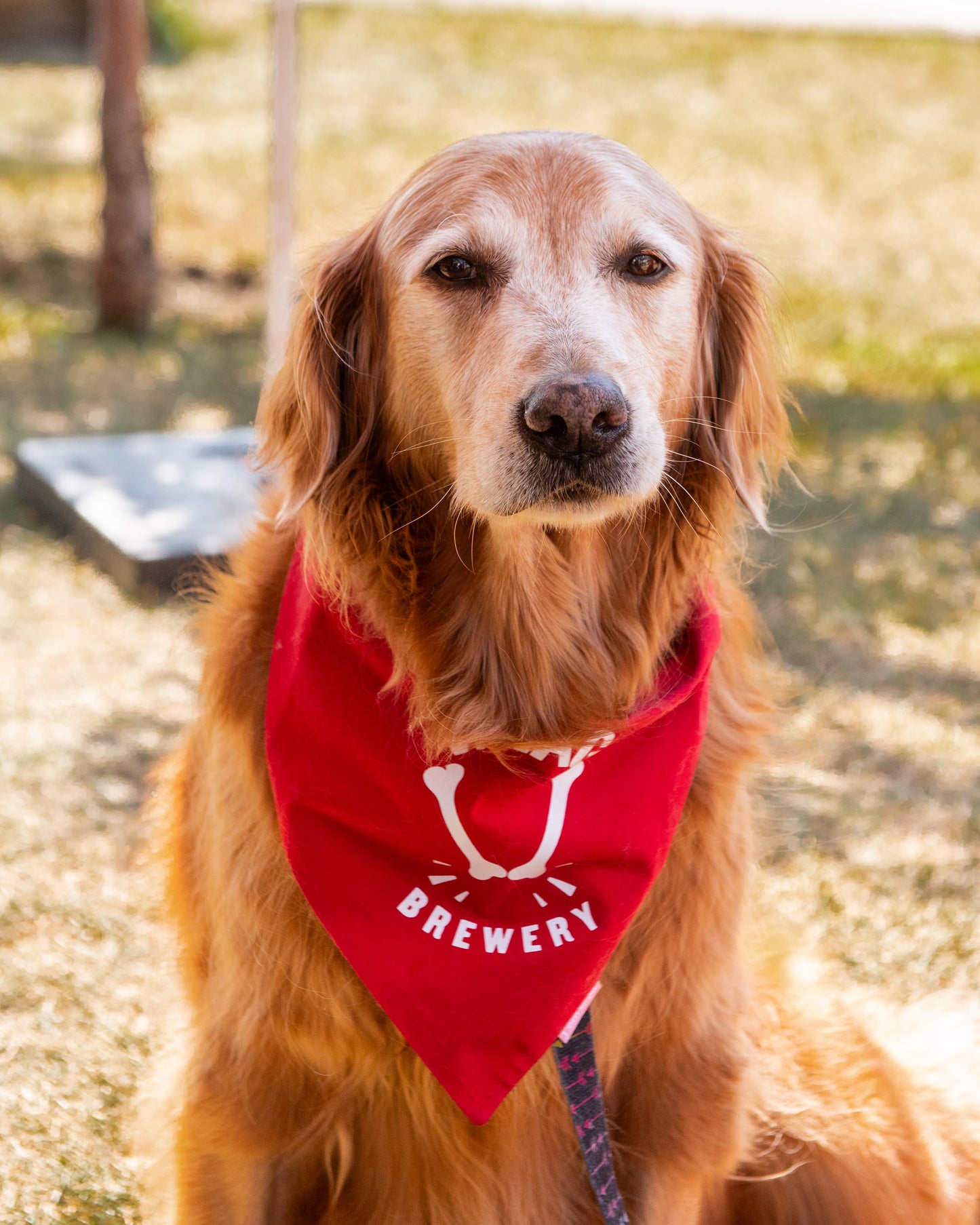 Dog Bandana